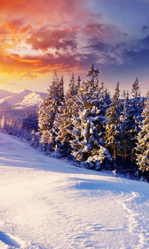 Картинка: Зима, снег, лес, хвоя, горы, небо, солнце, лучи, следы