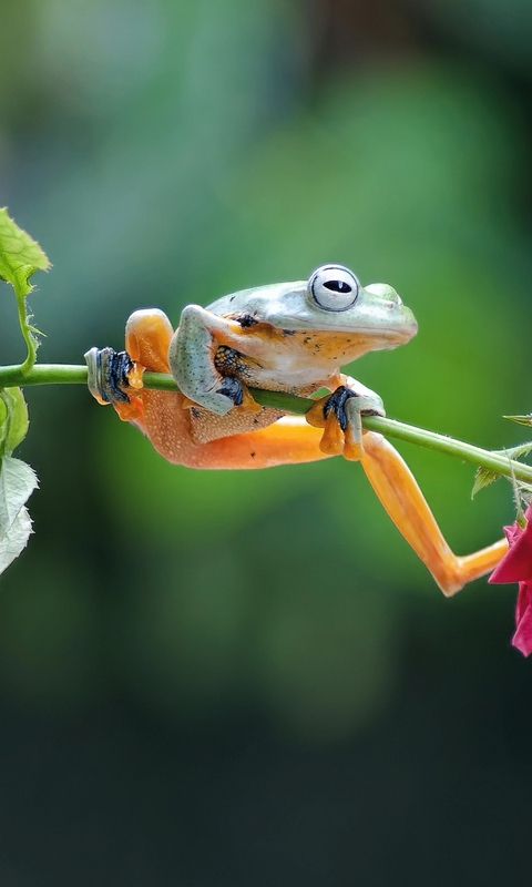 Image: Frog, sitting, stem, flower, rose