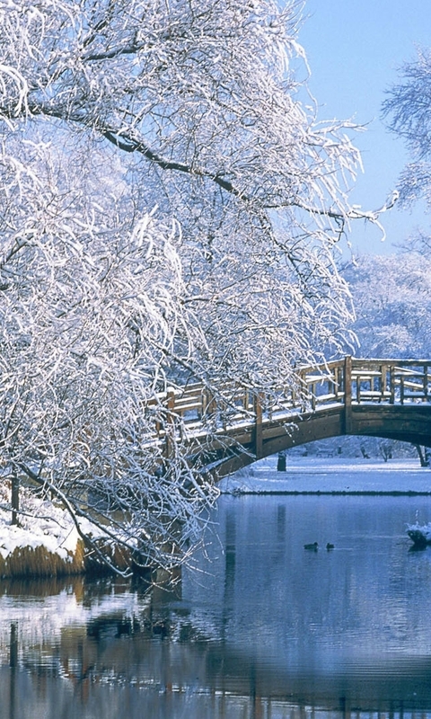 Картинка: Зима, мороз, деревья, иней, снег, река, отражение, деревянный мост, уточки