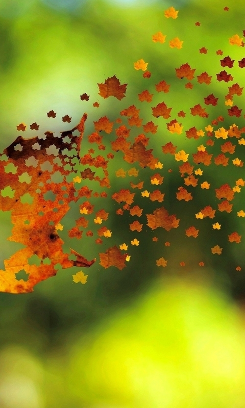 Картинка: Осень, клён, лист, листочки, полёт, ветер