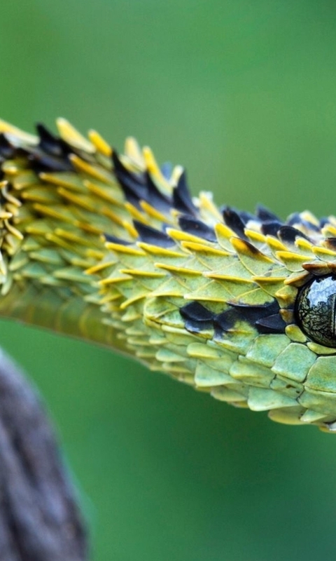 Image: Viper, snake, scales, eyes, wood