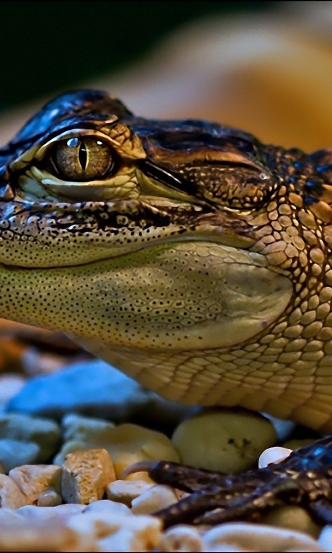 Картинка: Крокодильчик, чешуя, камни, галька