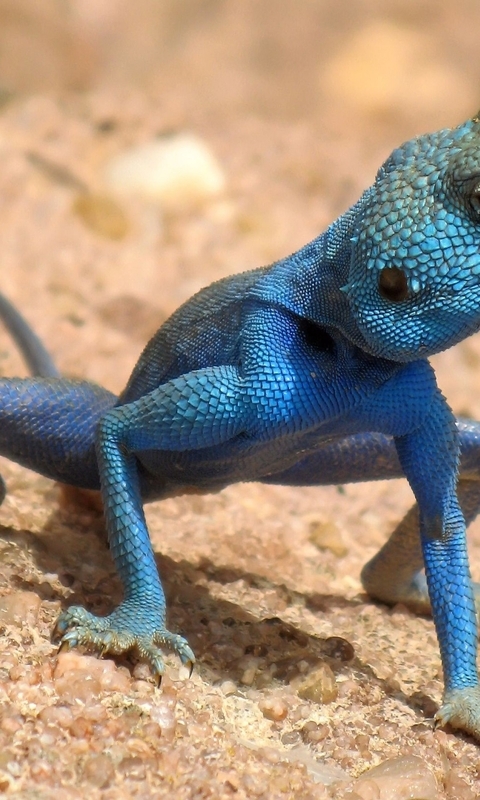 Картинка: Агама, ящерица, чешуя, тело, синяя, песок, пустыня