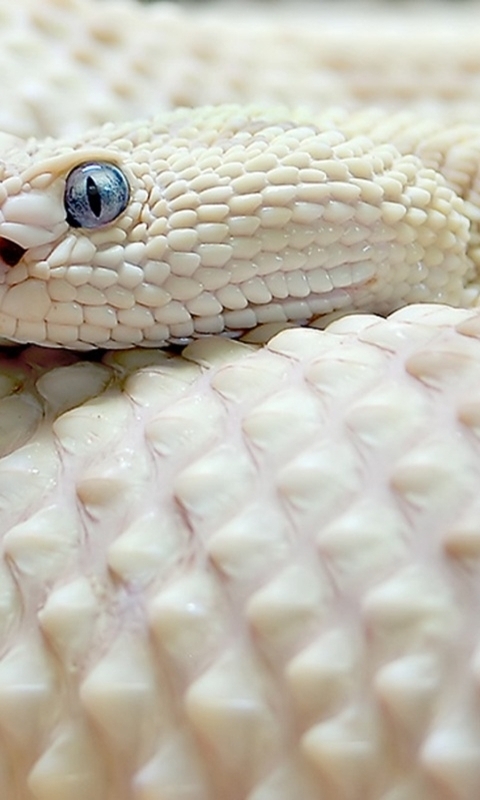 Картинка: Змея, кожа, чешуя, глаза, белая