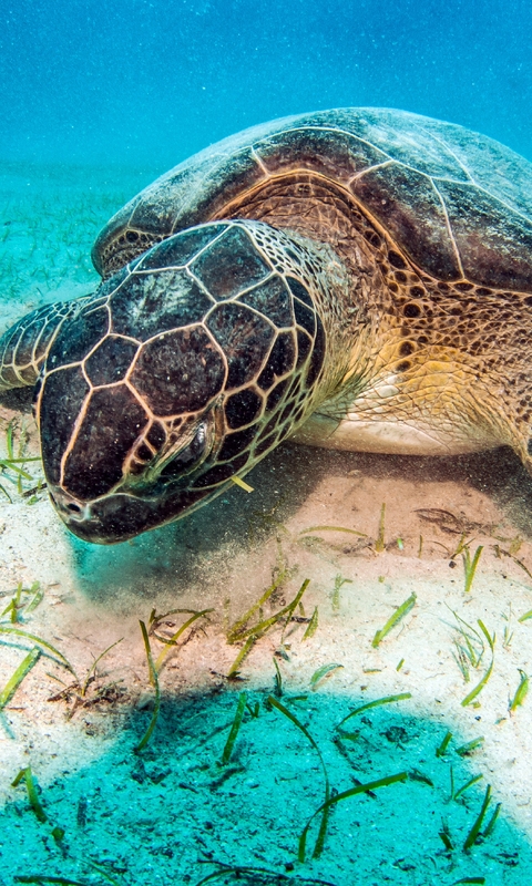 Image: Sea turtle, sand, bottom, plants, lighting