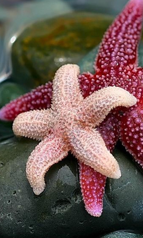 Image: Starfish, stones, pebbles