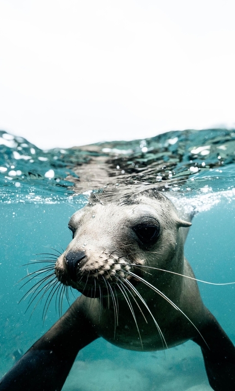 Image: Seal, water, swims