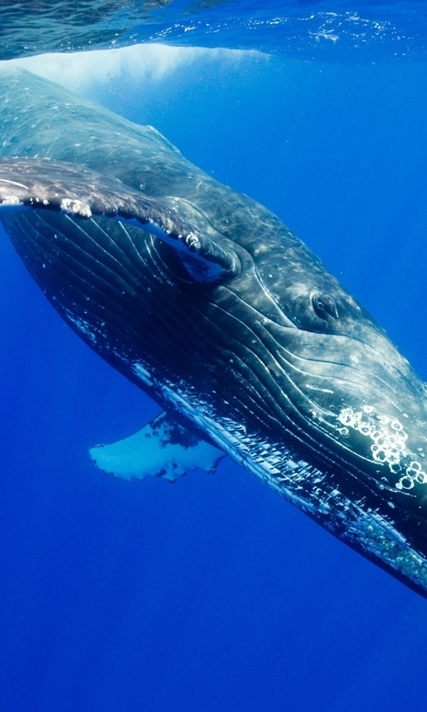 Image: Animal, Humpback whale, whale, fins, surface, diving, rays, splash