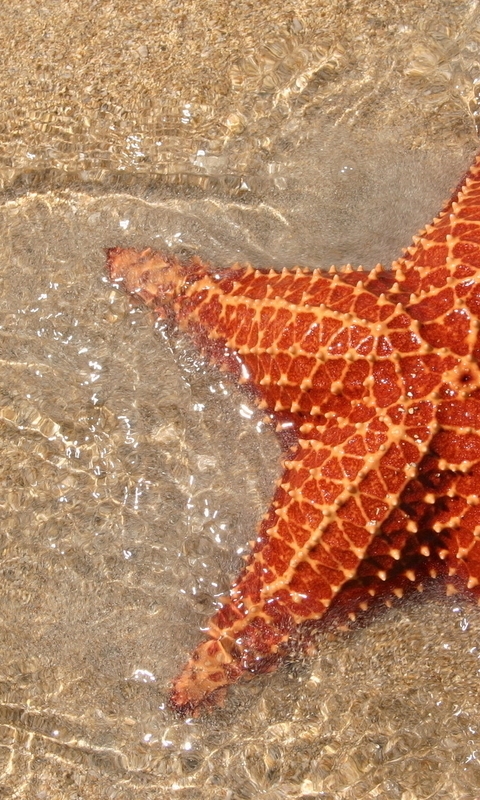 Image: Starfish, needles, water, sand