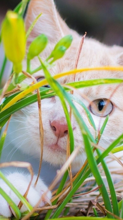 Картинка: Кот, белый, уши, глаза, взгляд, шерсть, трава, зелень