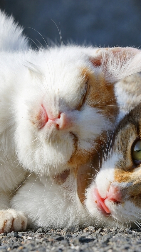 Image: Cat, muzzle, basking, two, sun