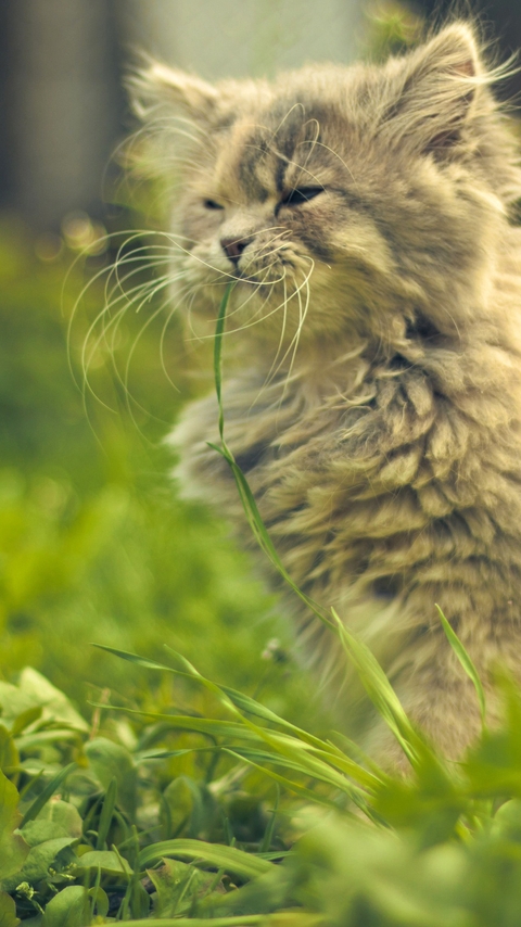Картинка: Котёнок, шерсть, усы, трава, лето, день