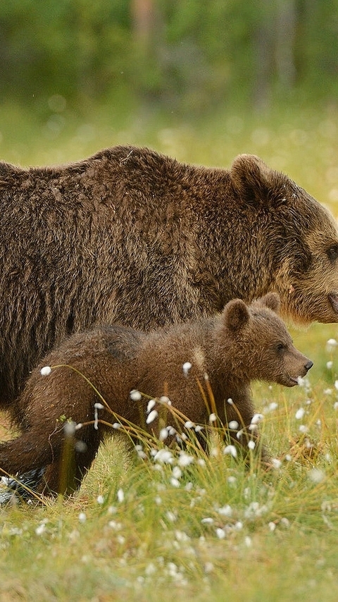 Картинка: Бурый медведь, медведица, медвежата, прогулка, лес, трава