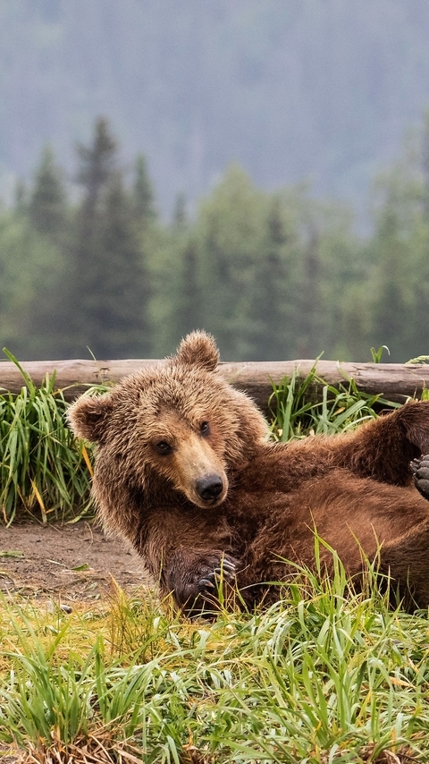 Image: Bear, brown, legs, lying, on back, timber, forest, trees, grass