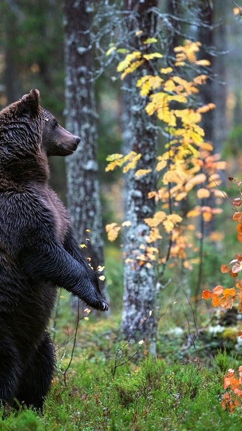 Image: Forest, leaves, grass, nature, bear, brown, carnivore, wild, stand, fall, feet