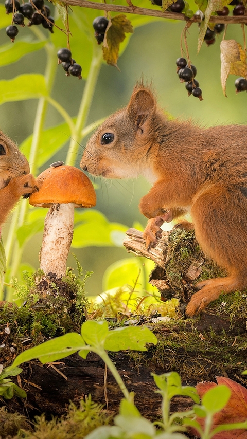 Image: Squirrels, two, red, mushrooms, berries, summer, leaves, forest