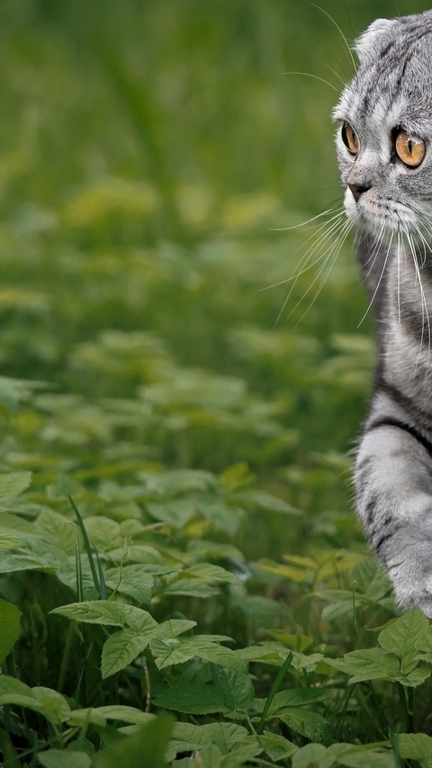 Image: Cat, muzzle, stripes, Scottish fold, pedigree, leaves, greens, grass
