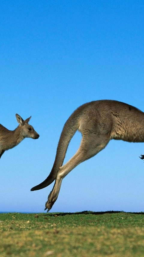 Image: Kangaroo, jumping, field, sky, horizon