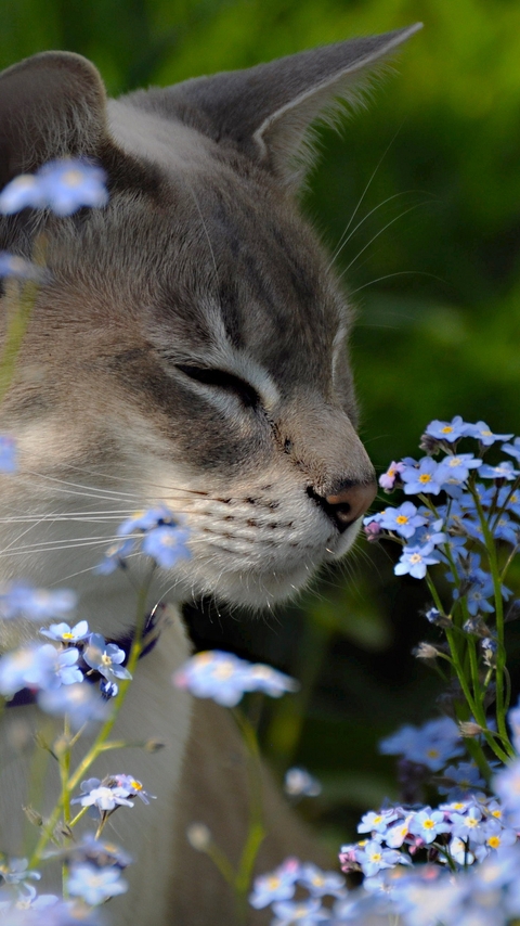 Картинка: Кошка, цветы, поле, нюхает, ошейник