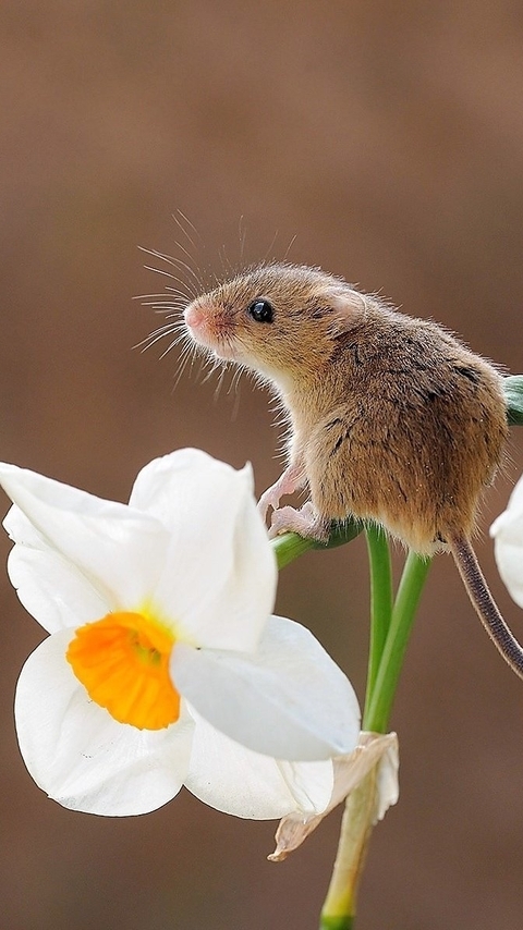 Image: Mouse, baby, gray, sitting, flower, Narcissus