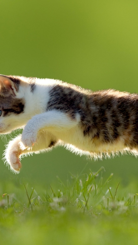 Картинка: Котёнок, бабочка, лужайка, зелёная, лето, ловит, в прыжке