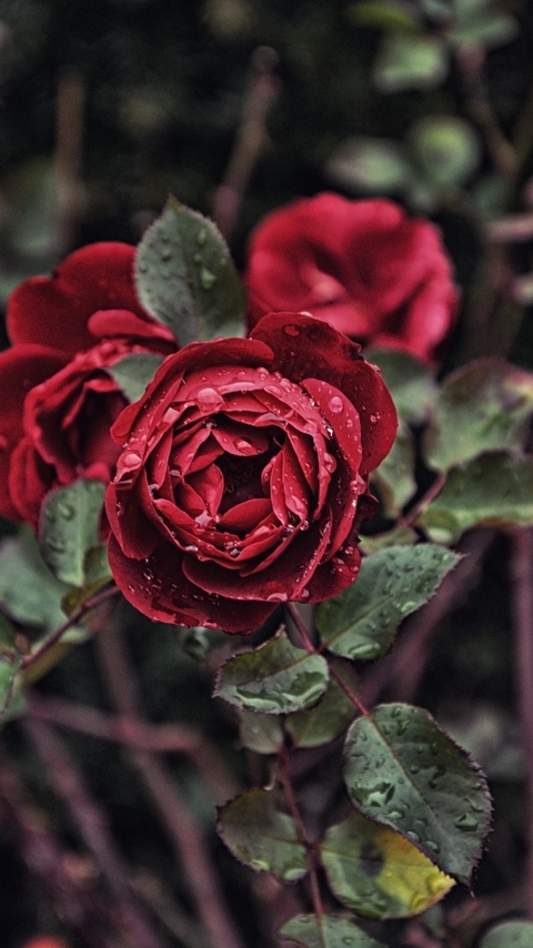 Image: Roses, red, leaves, petals, Bud, Bush, drops