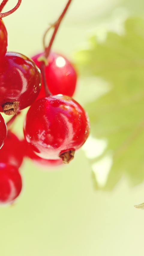Картинка: Красная смородина, плоды, спелые, ягоды, листья
