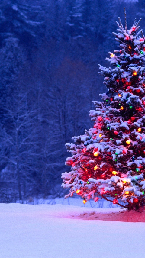 Image: Tree, needles, tree, snow, garland