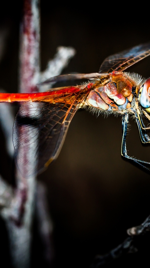 Image: Dragonfly, red, wings, branch, sitting, lighting