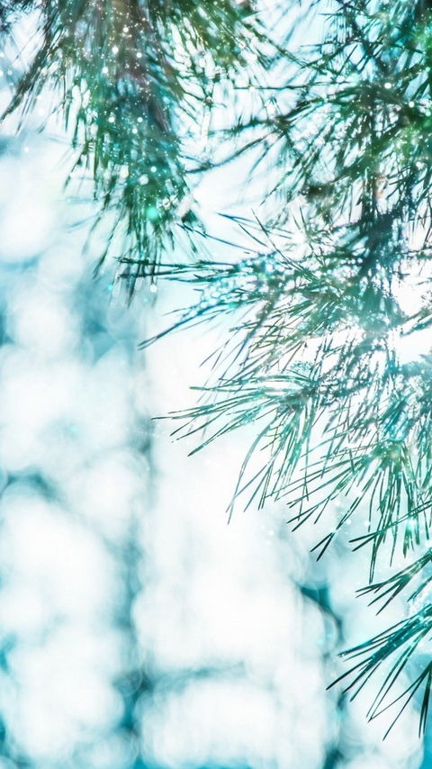Image: Spruce, pine, needles, branches, winter, snowflakes, reflections, nature, light