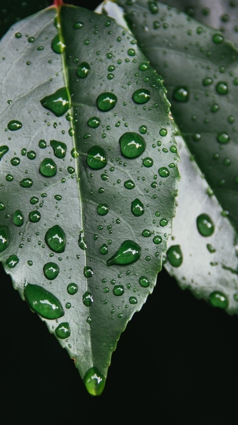 Картинка: Листья, растение, зелёные, дождь, капли