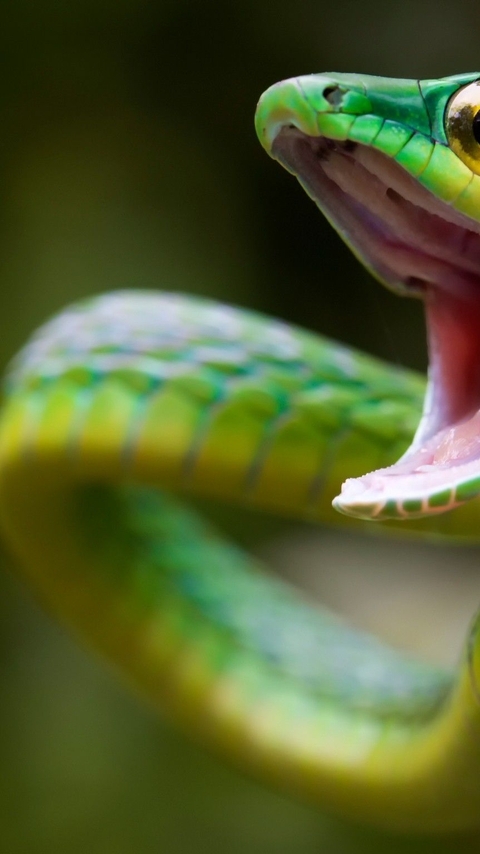 Картинка: Змея, глаз, пасть, зелёная, чешуя, рептилия
