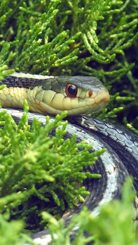 Image: Snake, eyes, grass, twigs, skin, reptile