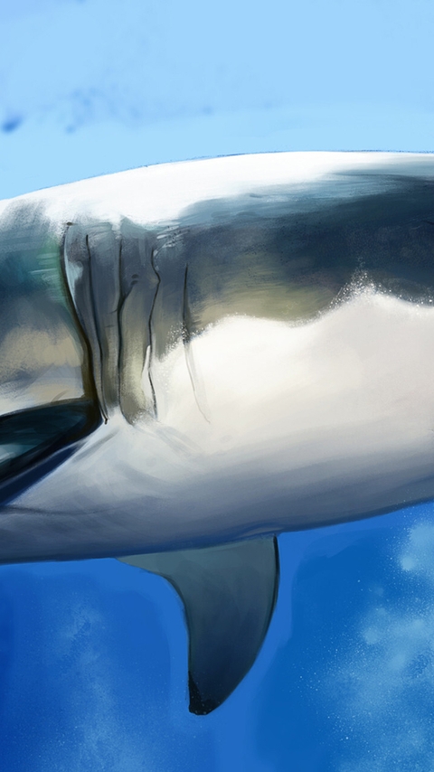 Image: Dark shark, fish, predator, belly, fins, teeth