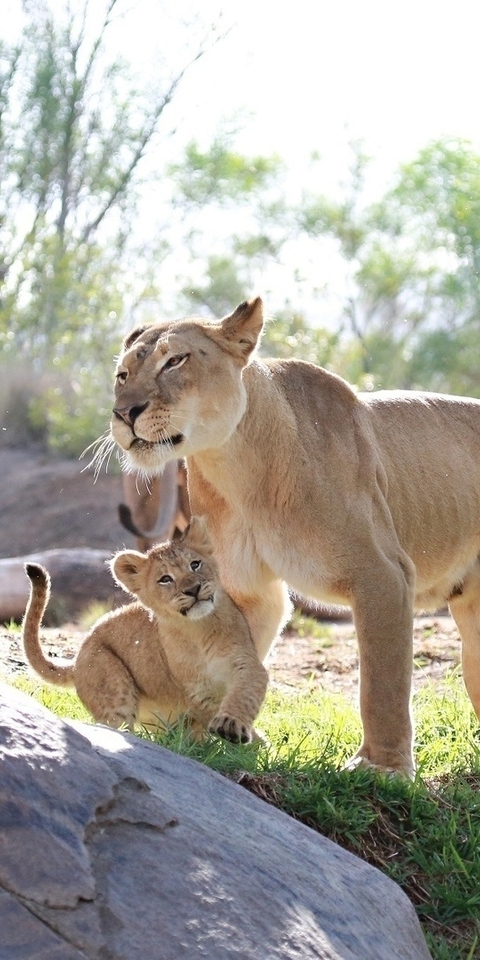 Картинка: Львица, львёнок, мать, дитя, хищник, камни