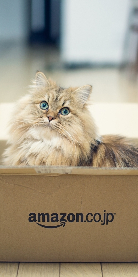 Картинка: Коробка, кошка, дом