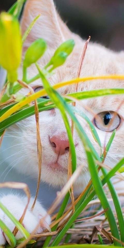 Image: Cat, white, ears, eyes, look, hair, grass, greens
