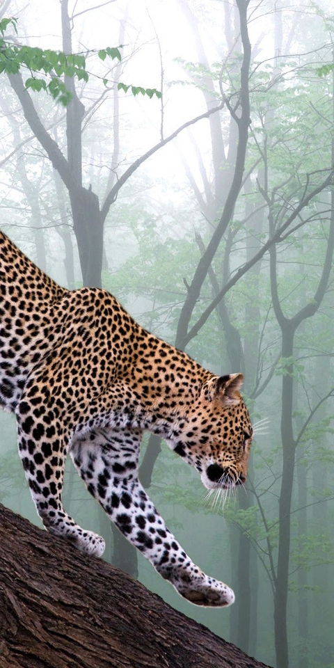 Картинка: Зверь, хищник, леопард, хвост, пятна, деревья, кора, листья, лес, природа