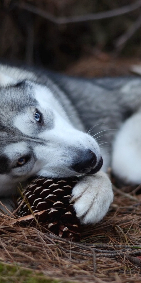 Image: Dog, Husky, lying, biting, pinecone, forest, needles, soil