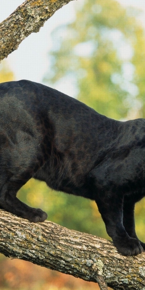 Image: Panther, cat, predator, leopard, tree, trunk, branch, black color