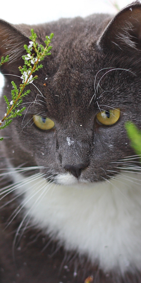 Картинка: Кот, смотрит, снег, ветки, кора, дерево