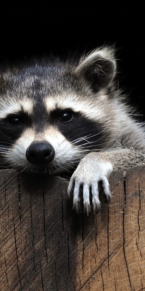 Image: Raccoon, a gargle, stripes, animal, legs, leisure
