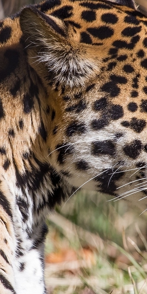 Картинка: Леопард, хищник, морда, глаз, шерсть, пятна, профиль