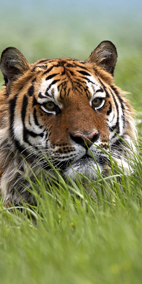 Image: tiger, grass, lies, summer