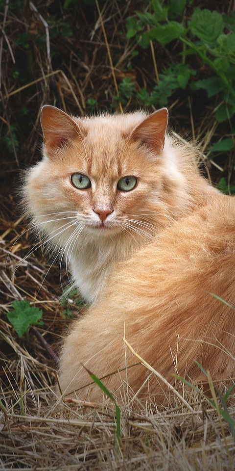 Image: Cat, red, fluffy, turned, leaves
