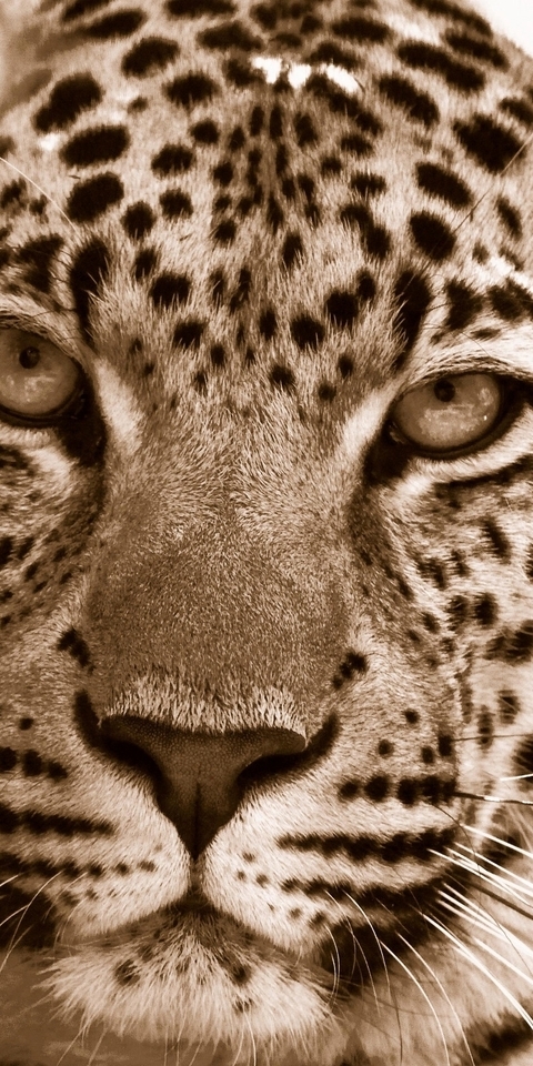 Image: Leopard, face, eyes, predator, spots, color