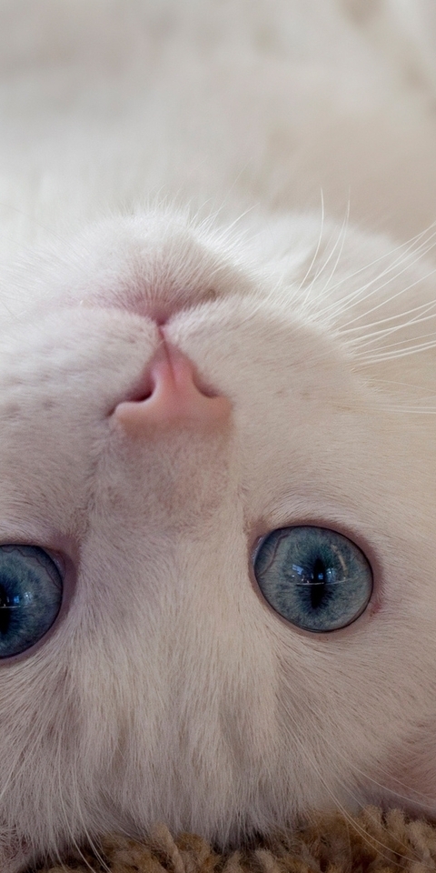 Image: Cat, white lies, carpet, back, up, look, eyes, blue, eyes