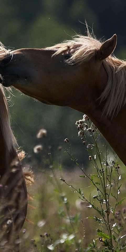 Картинка: Лошадь, пара, грива, едят, трава, поле, боке