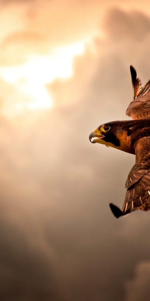 Image: bird, predator, flight