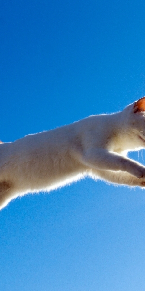Image: Cat, jump, sky, height